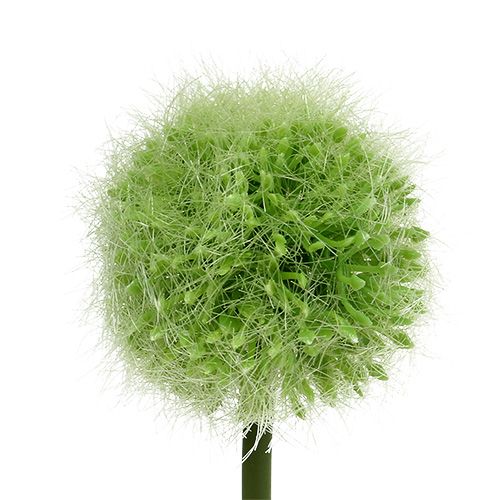 Floristik24 Allium green L37,5cm 4vnt