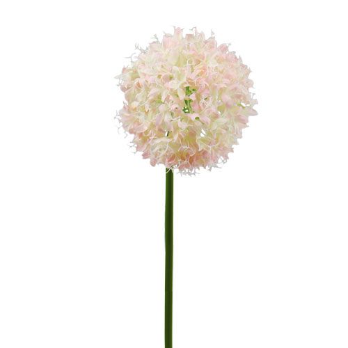 Floristik24 Allium kreminė-rožinė Ø15cm L70cm