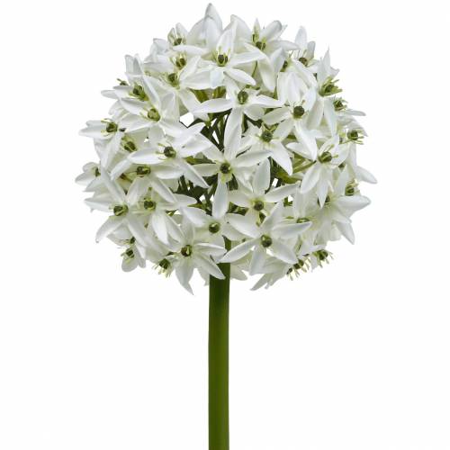 Floristik24 Dekoratyvinė gėlė Allium, dirbtinis rutulinis poras, dekoratyvinis svogūnas baltas Ø20cm L72cm