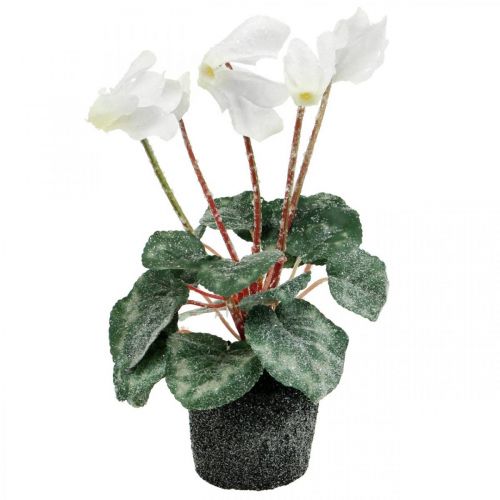 Ciklamenas kreminės spalvos 28cm