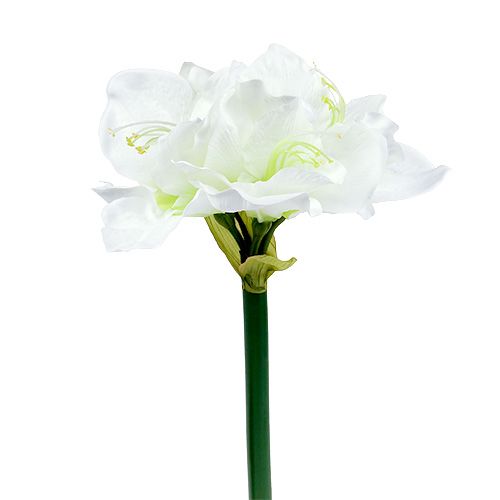 Amarilio žiedas baltas L 73cm 2vnt