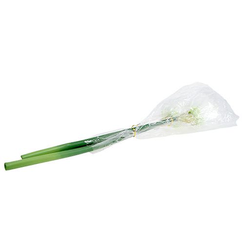 Floristik24 Amarilio žiedas baltas L 73cm 2vnt