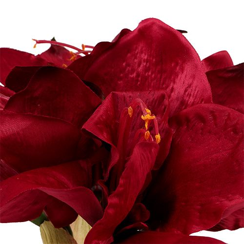 Floristik24 Amarilis tamsiai raudonas L 73cm 2vnt