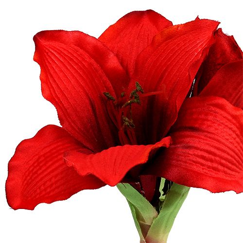 Floristik24 Amarilis raudonas L 68cm 1vnt