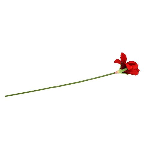 Floristik24 Amarilis raudonas L 68cm 1vnt