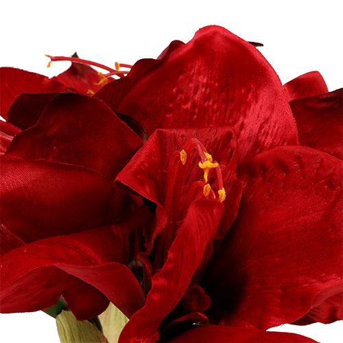 Floristik24 Amarilis raudonas L 73cm 2vnt