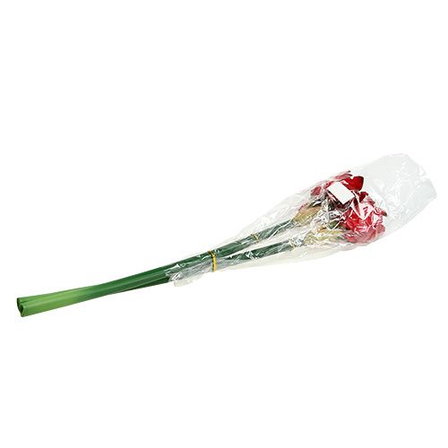 Floristik24 Amarilis raudonas L 73cm 2vnt