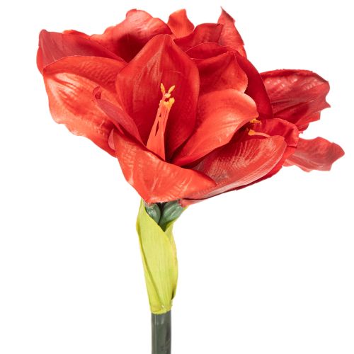 Dirbtinė amarilės gėlė, raudona, ilgakotė, vazai ir kompozicijai, 77 cm | Floristik24.lt