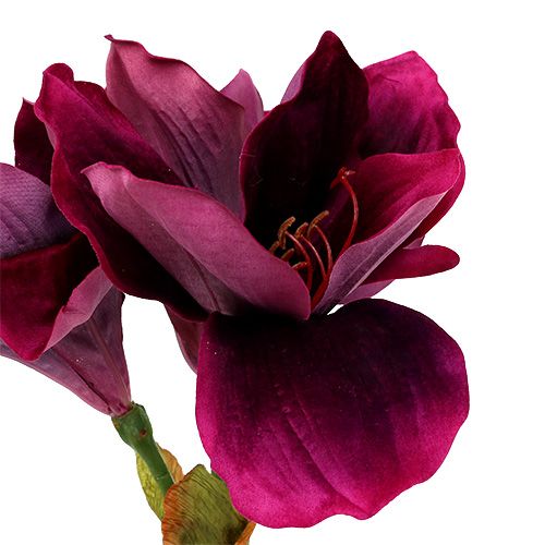 Floristik24 Amarilis su aksominiu viržiu 60cm