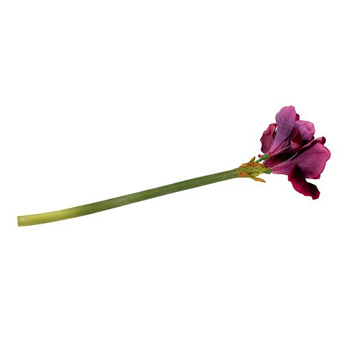 Floristik24 Amarilis su aksominiu viržiu 60cm