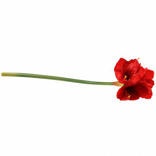 daiktų Amarilis raudonas 75cm