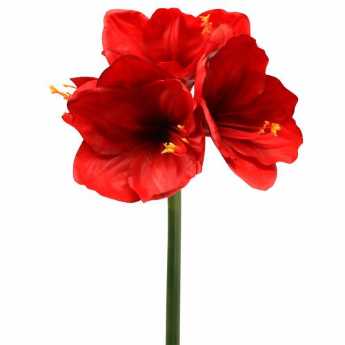 Amarilis raudonas 75cm