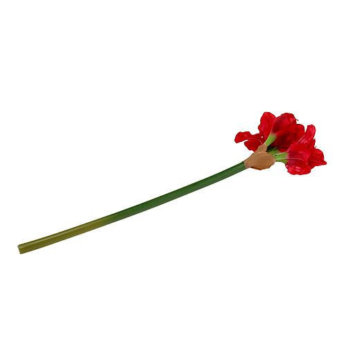 Floristik24 Amarilis tamsiai raudonas 72,5 cm