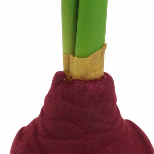 Floristik24 Amarilio gumbas su pumpurais Dirbtinis 30cm bordo