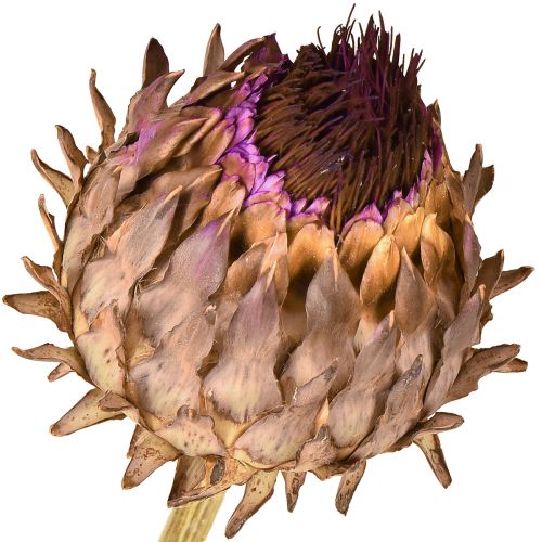 daiktų Džiovinti artišokų žiedai Cynara Ø9cm 16 vnt.