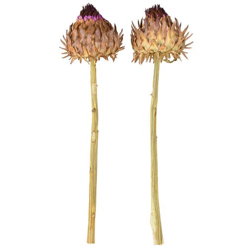 daiktų Džiovinti artišokų žiedai Cynara Ø9cm 16 vnt.