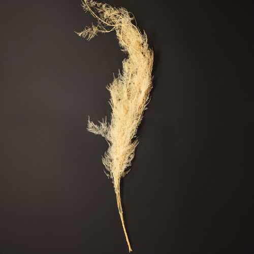 daiktų Džiovintos dekoratyvinių šparagų žolės, abrikosai, 90 cm, 5 vnt.
