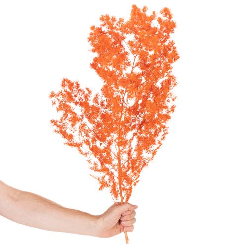 Džiovinti šparagų žiedai, dekoratyviniai, dažyti šparagai, šakelės, 65 cm, 80 g | Floristik24.lt
