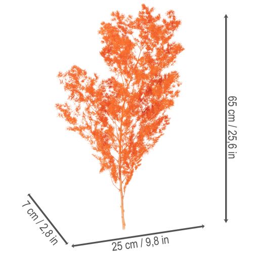 Džiovinti šparagų žiedai, dekoratyviniai, dažyti šparagai, šakelės, 65 cm, 80 g | Floristik24.lt