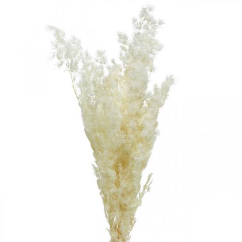 Smidrų sausa dekoracija balta džiovinta dekoratyvinė žolė 80g