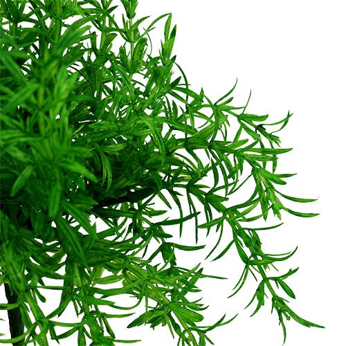 Floristik24 Šparagų krūmas žalias 25cm