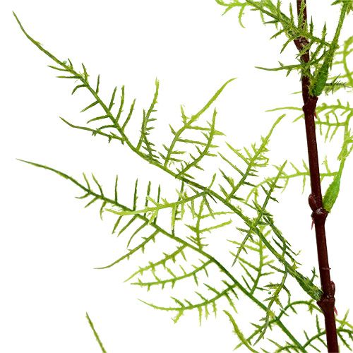 Floristik24 Šparago šakelė 75cm žalia 3vnt