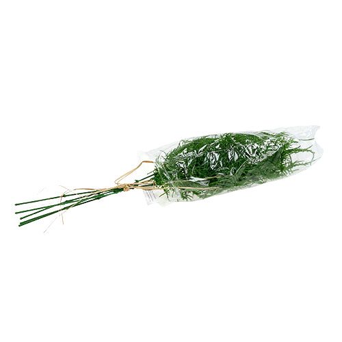 Floristik24 Šparago šakelė 50cm žalia 5vnt