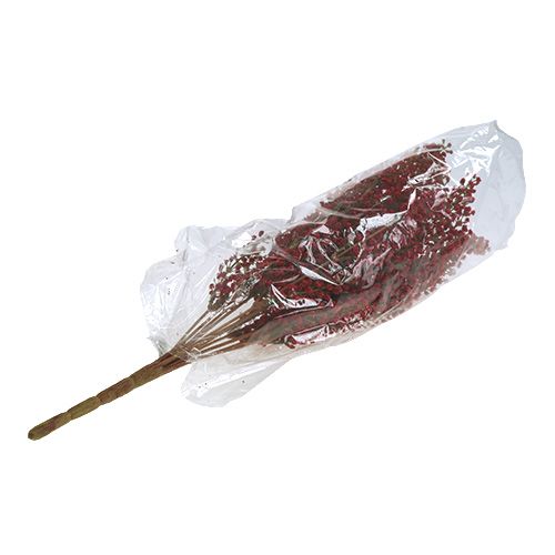 Floristik24 Astilben krūmas raudonas 52cm