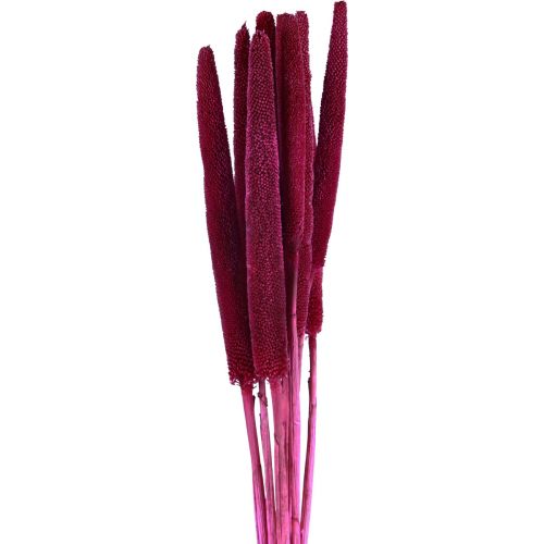 daiktų Perlinė sora, nendrinė babala, soros rožinė 70cm 10 vnt