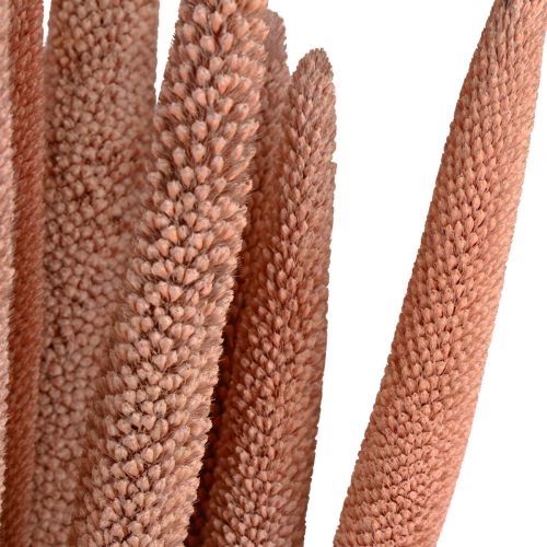 daiktų Perlinė sora, nendrinė babala, sorų raudona ruda 70cm 10 vnt