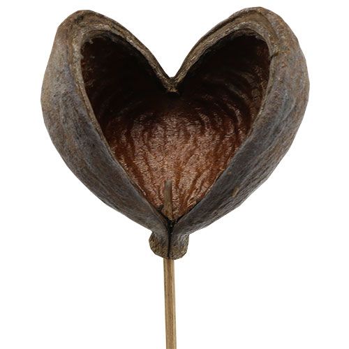 daiktų Badam ant pagaliuko naturalus 6cm - 12cm 23 vnt