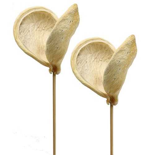 Floristik24 Badam ant pagaliuko balintas 6cm - 12cm L55cm 23 vnt