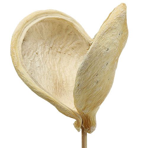 Floristik24 Badam ant pagaliuko balintas 6cm - 12cm L55cm 23 vnt
