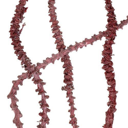 daiktų Banano Stem Red, balintas 20 vnt