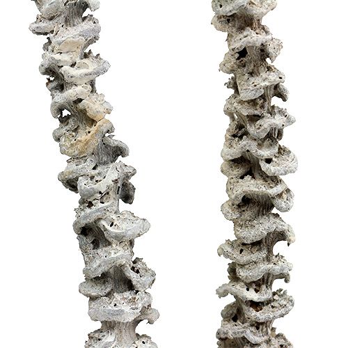 daiktų Banano Stem White nuplauti 20 vnt
