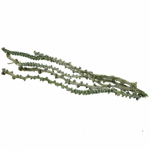 daiktų Banano Stem Dekoast Green, baltai plauti 20 vnt
