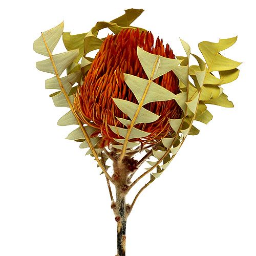 Floristik24 Banksia Baxterii Orange 8 vnt