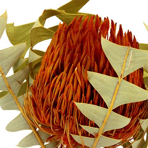 Floristik24 Banksia Baxterii Orange 8 vnt