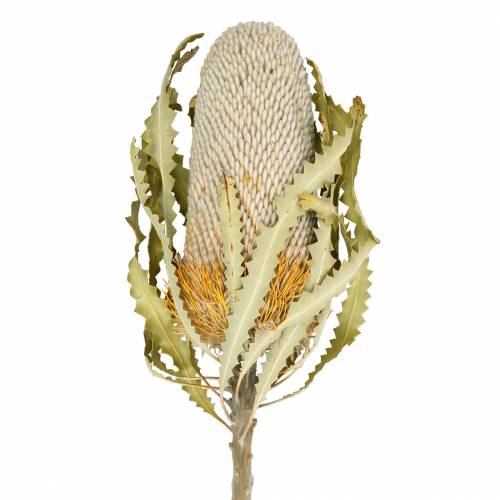 Floristik24 Banksia Hookerana natural 7 vnt