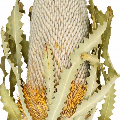 Floristik24 Banksia Hookerana natural 7 vnt
