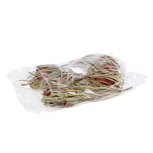 Floristik24 Banksia Hookerana raudona 7 vnt