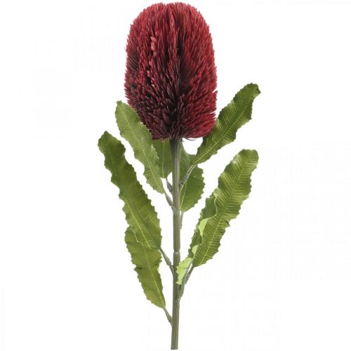 daiktų Dirbtinė gėlė Banksia Red Burgundy Dirbtinė egzotika 64cm