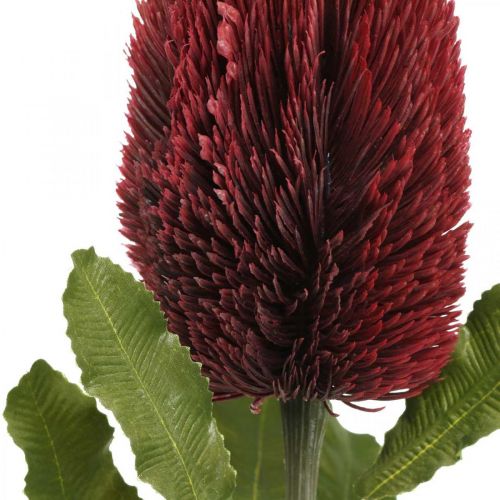 daiktų Dirbtinė gėlė Banksia Red Burgundy Dirbtinė egzotika 64cm