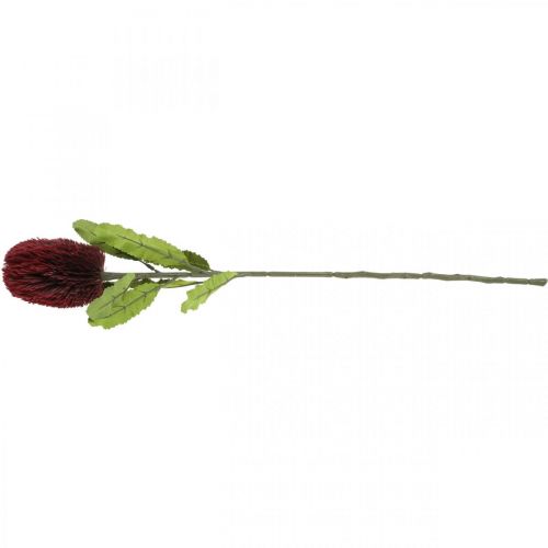 daiktų Dirbtinė gėlė Banksia Red Burgundy Dirbtinė egzotika 64cm