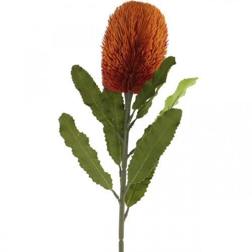 Floristik24 Dirbtinė gėlė Banksia Oranžinė rudens puošmena Laidotuvių gėlės 64cm