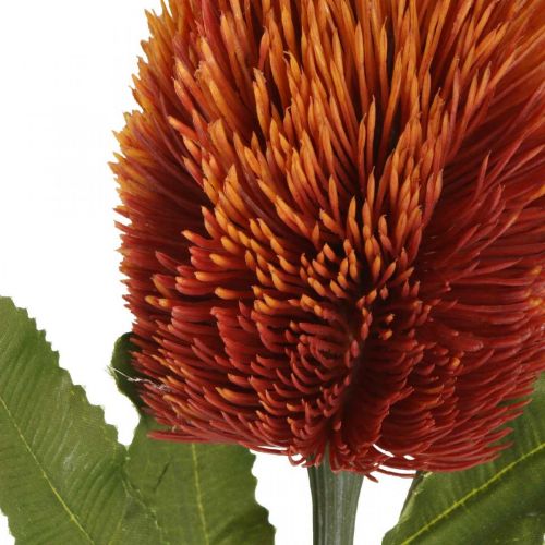 daiktų Dirbtinė gėlė Banksia Oranžinė rudens puošmena Laidotuvių gėlės 64cm