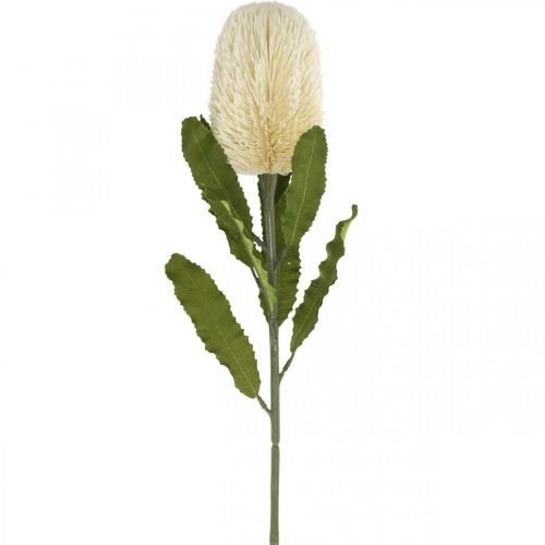 Floristik24 Dirbtinė gėlė Banksia balta kreminė Dirbtinė egzotika 64cm