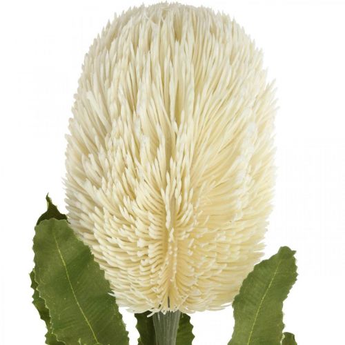 daiktų Dirbtinė gėlė Banksia balta kreminė Dirbtinė egzotika 64cm