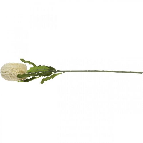 daiktų Dirbtinė gėlė Banksia balta kreminė Dirbtinė egzotika 64cm