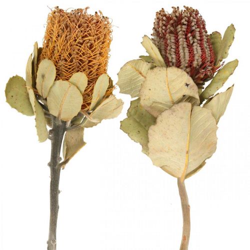 Banksia coccinea džiovintos gėlės gamta 10vnt